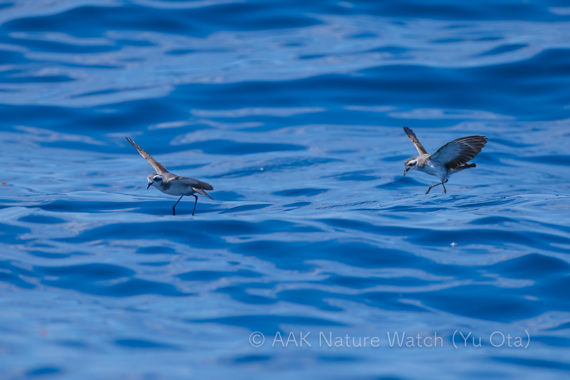 カオジロウミツバメ