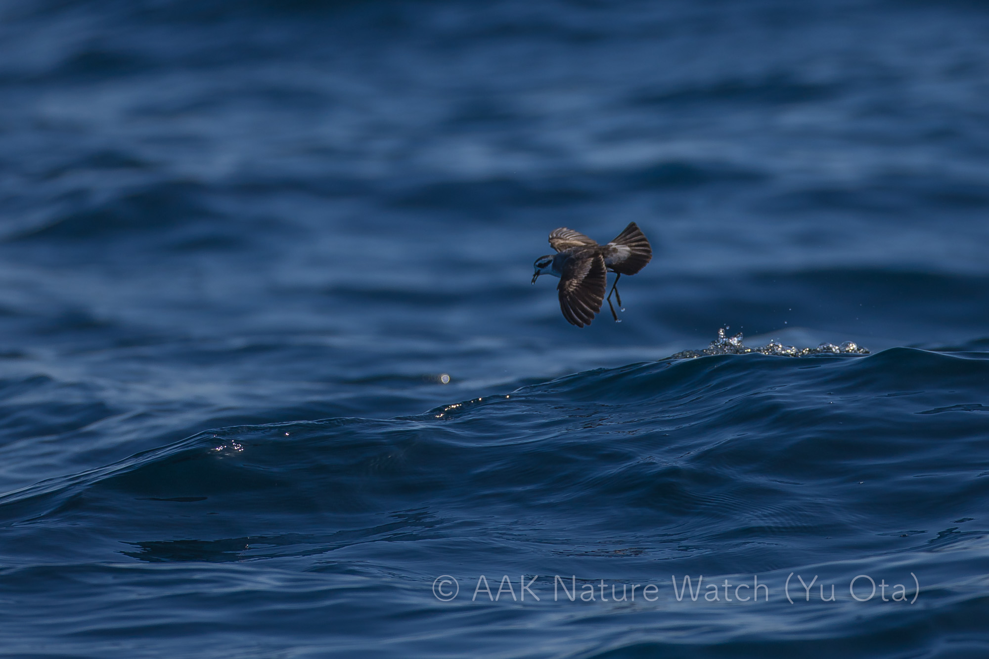 カオジロウミツバメ