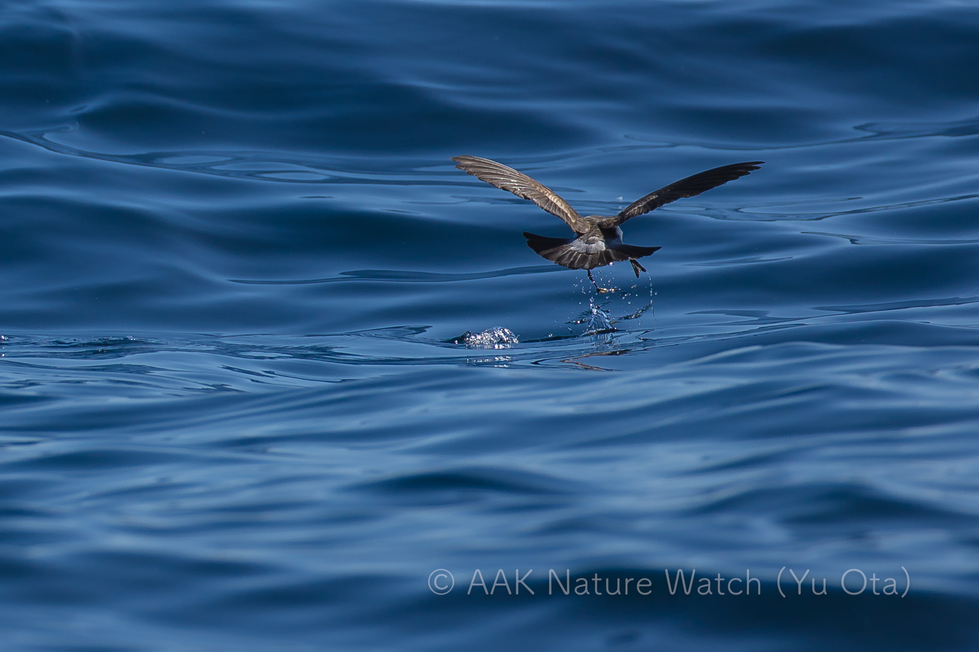 カオジロウミツバメ