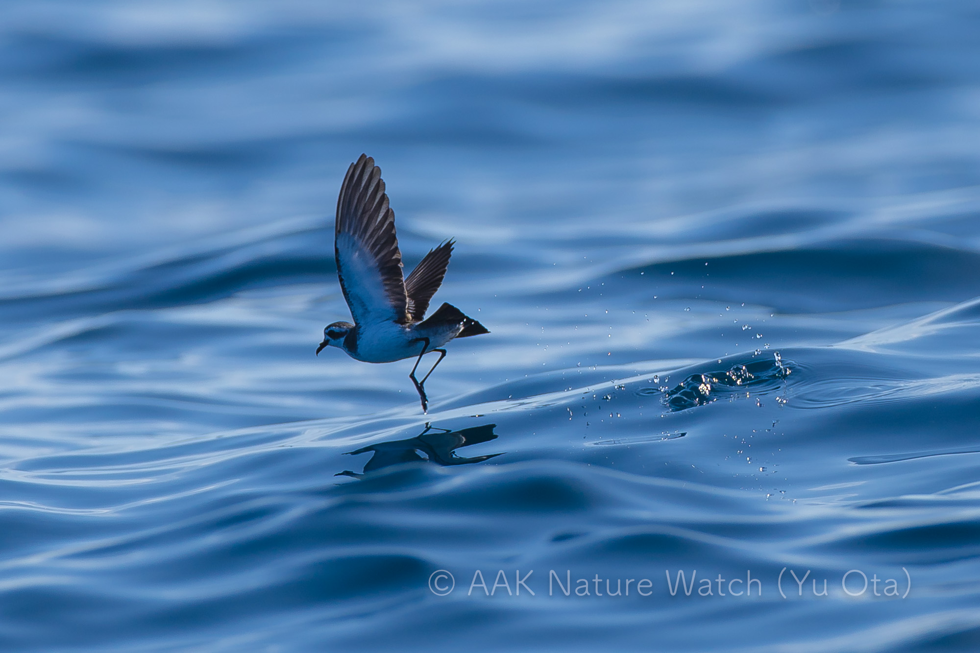 カオジロウミツバメ