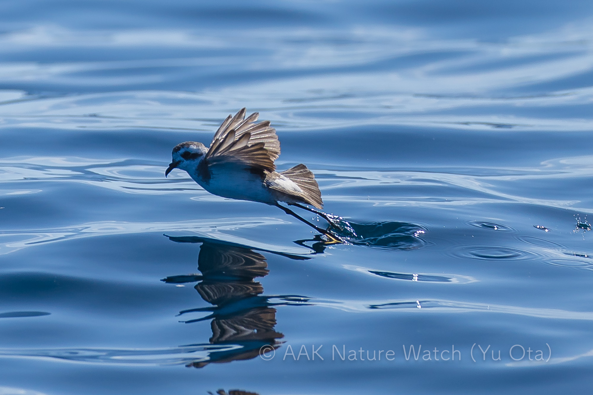 カオジロウミツバメ