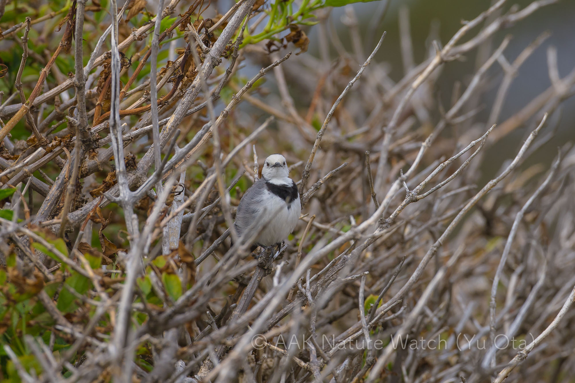 カオジロオーストラリアヒタキ