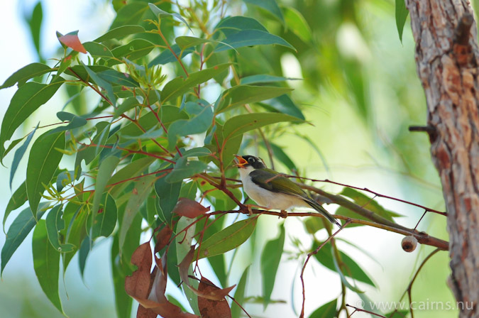 ハチマキミツスイ亜種chloropsis