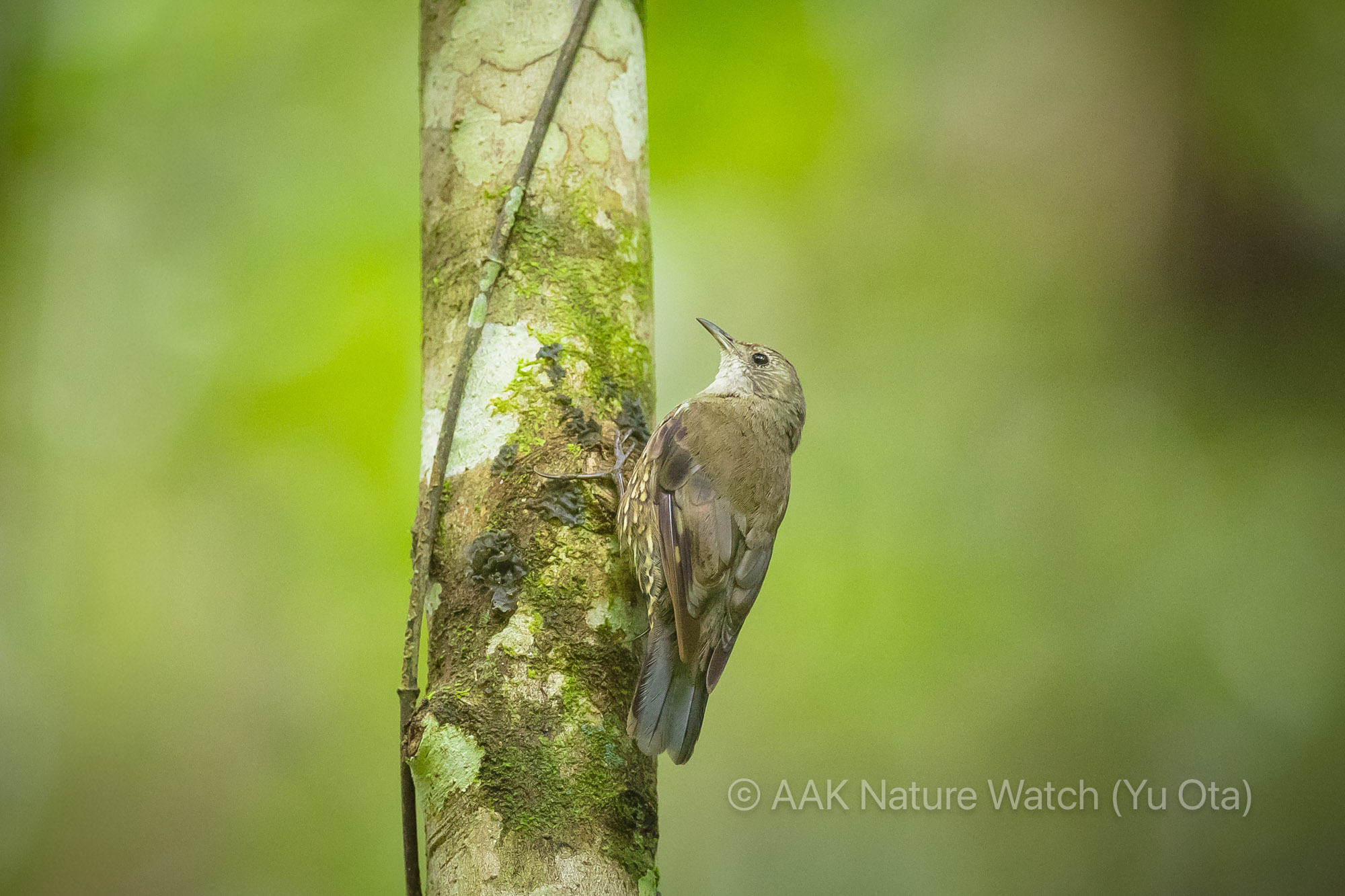 ノドジロキノボリ