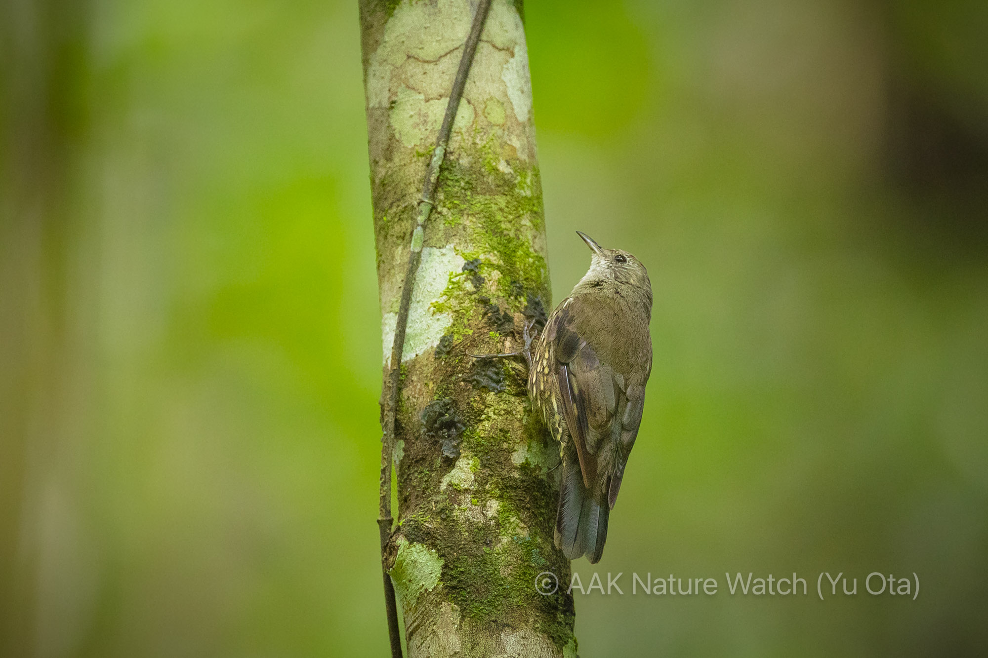 ノドジロキノボリ