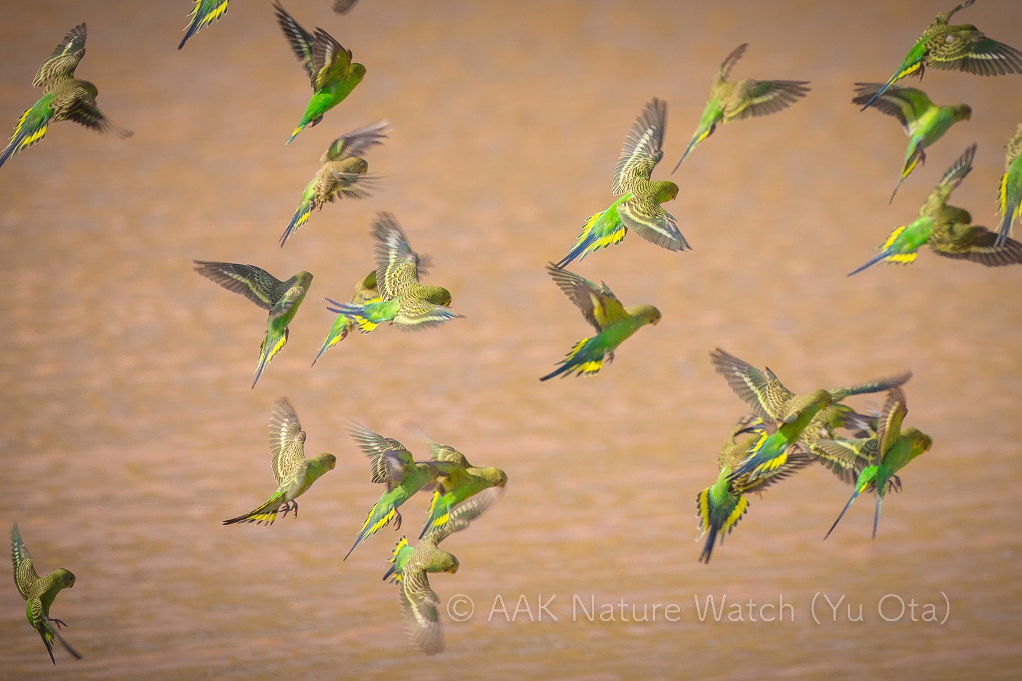 野生のセキセイインコ2025年