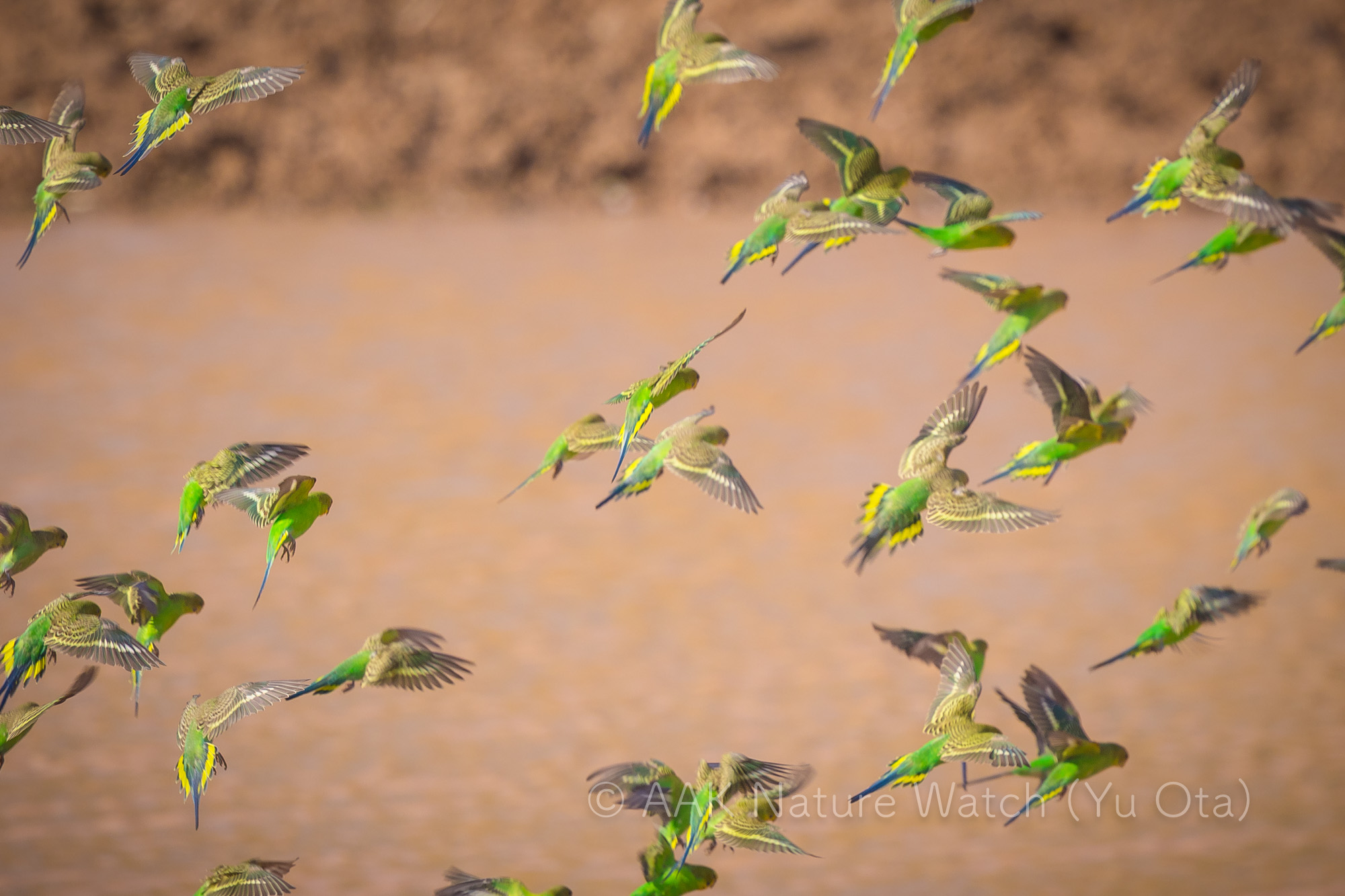 野生のセキセイインコ2025年