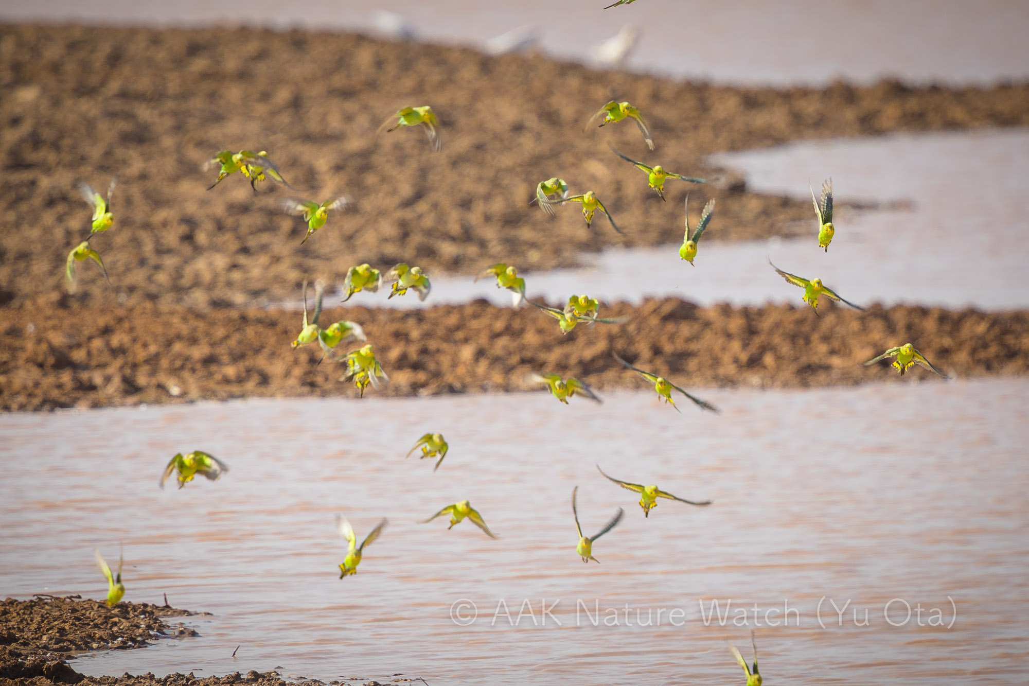 野生のセキセイインコ