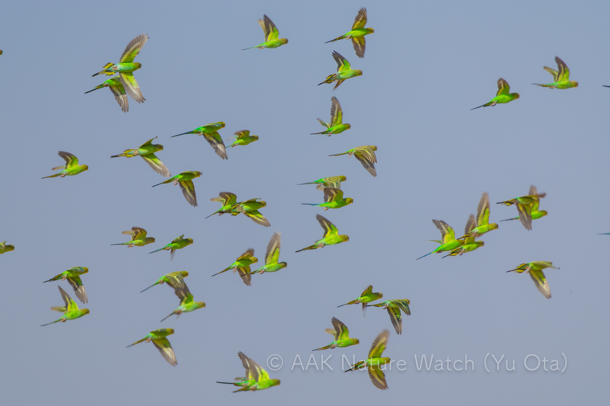 野生のセキセイインコ