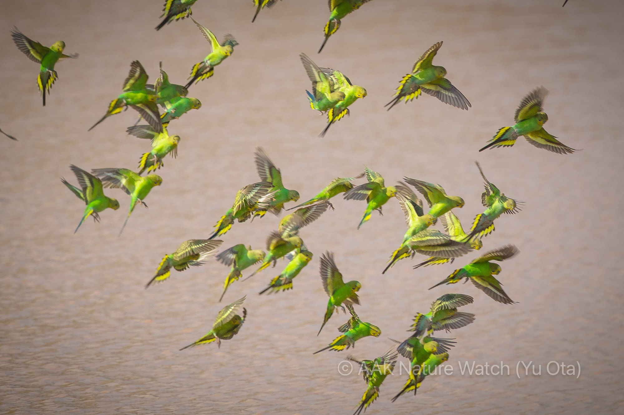 野生のセキセイインコ2025年