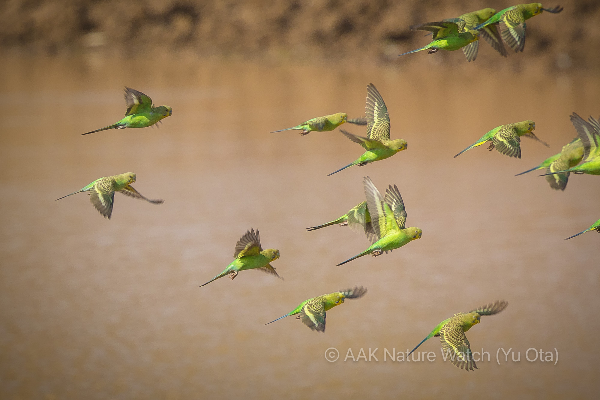 野生のセキセイインコ2025年