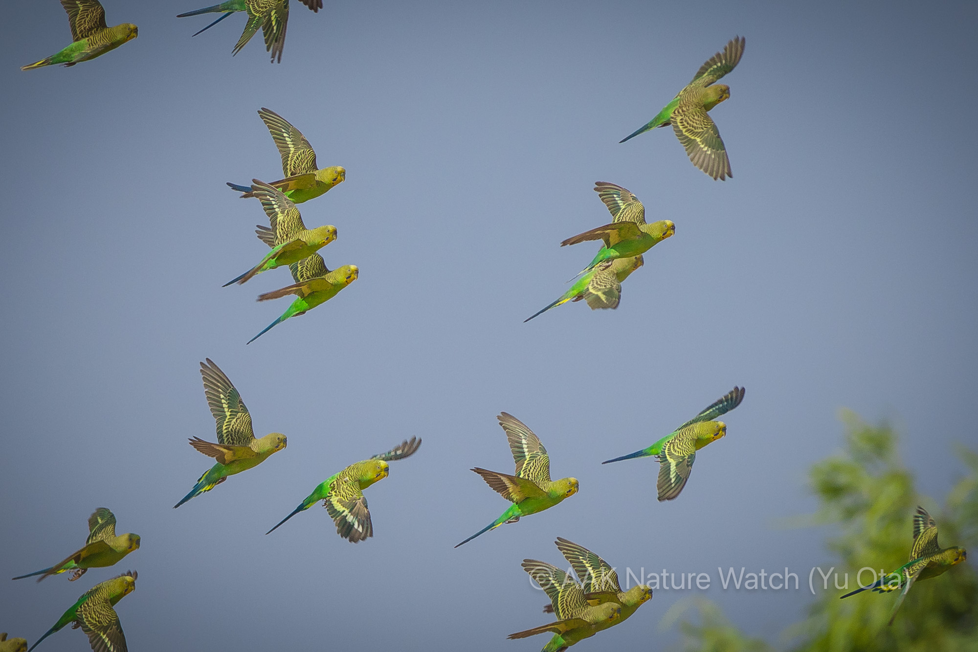 野生のセキセイインコ2025年