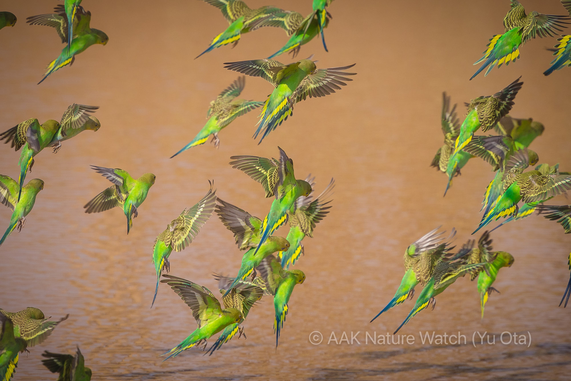 野生のセキセイインコ2025年