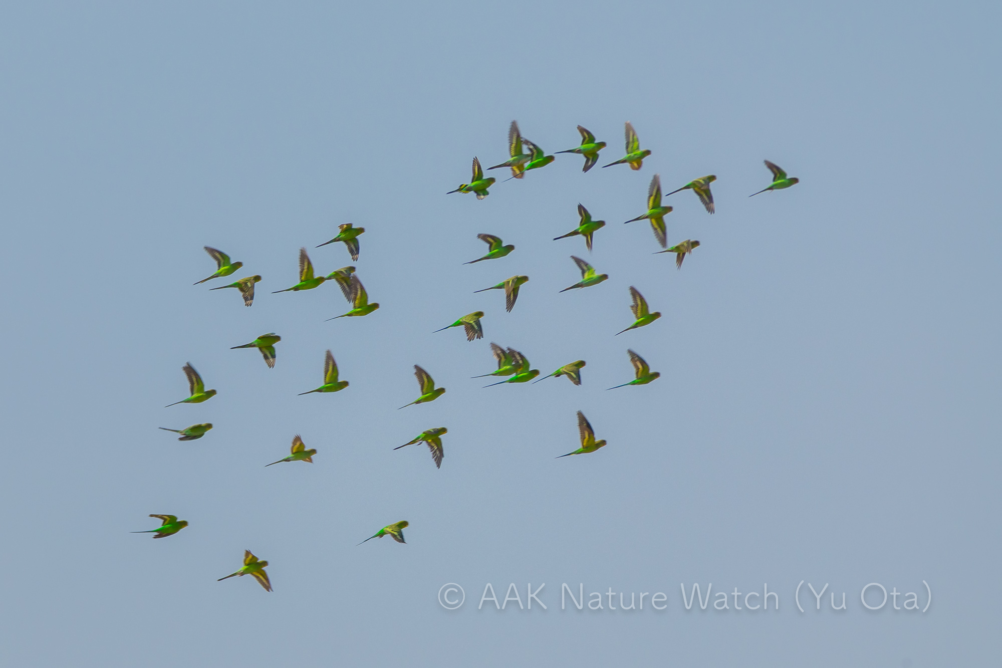 野生のセキセイインコ
