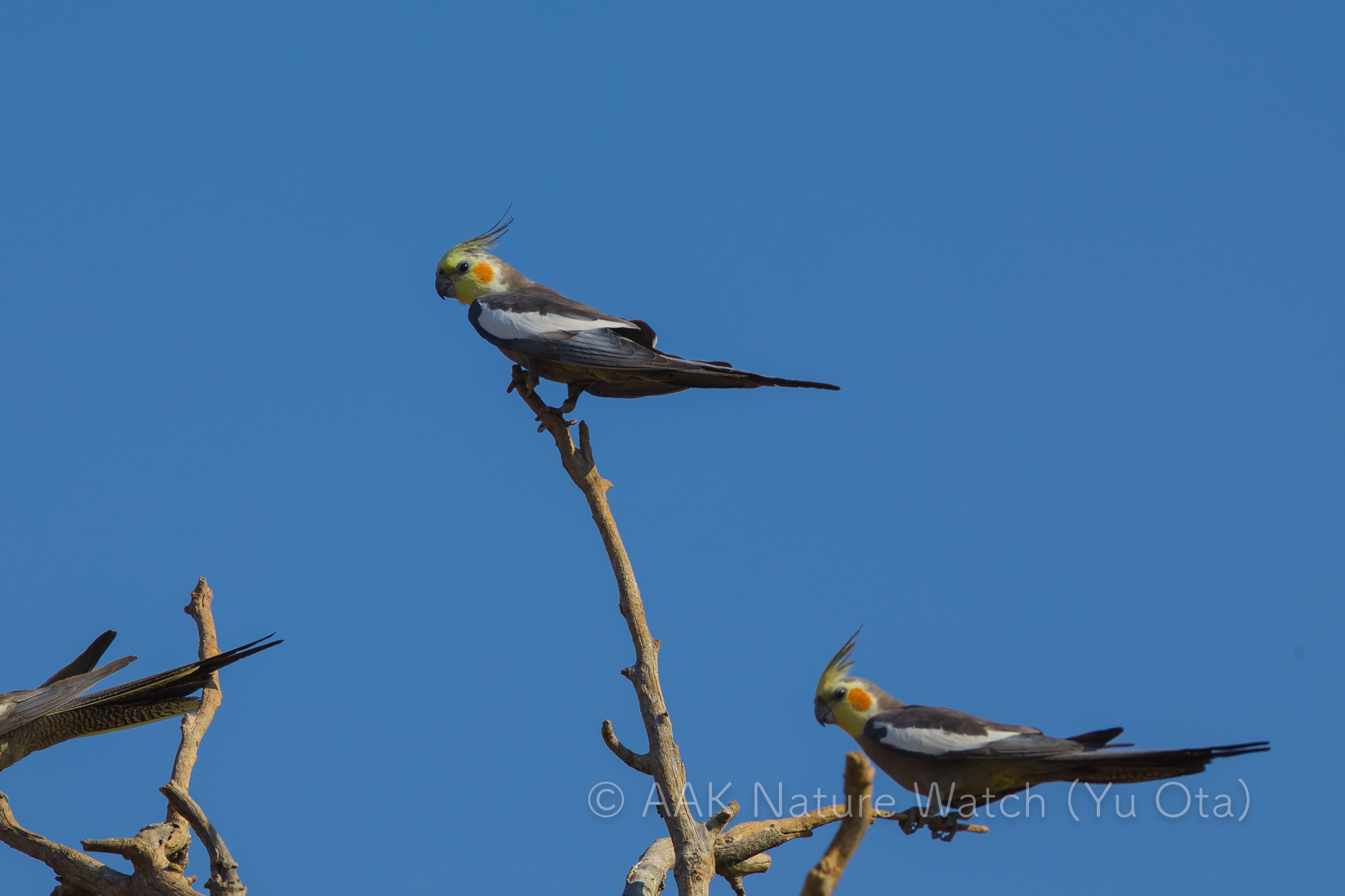 野生のオカメインコ