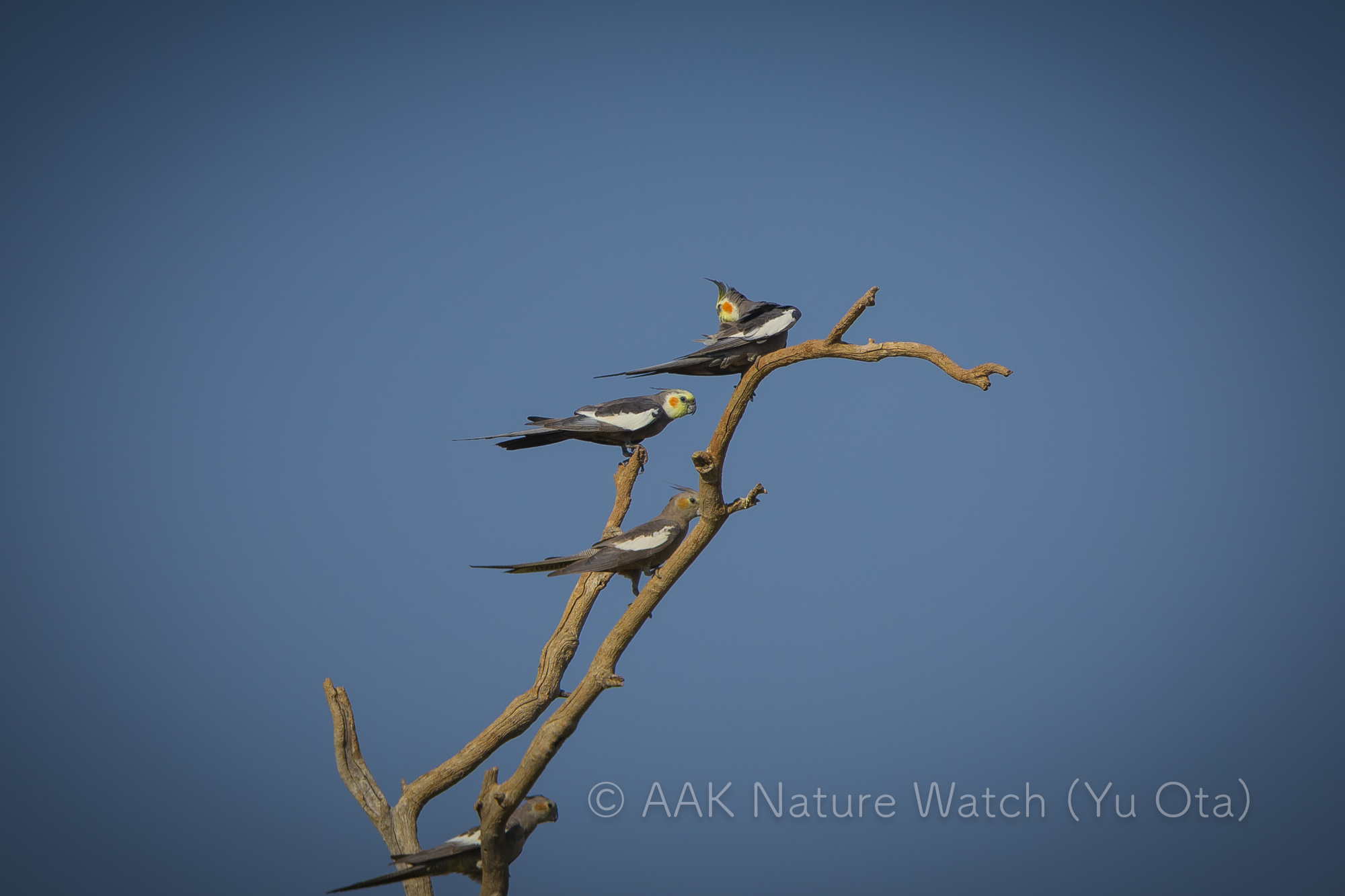 野生のオカメインコ2025