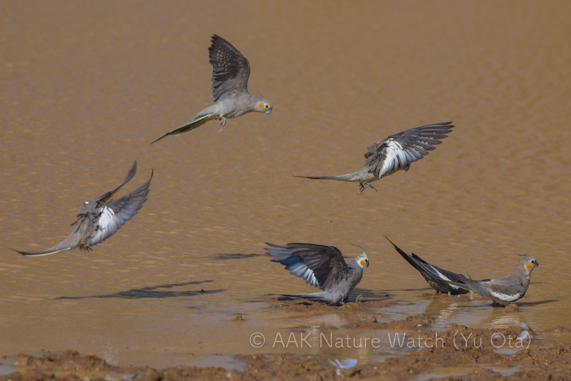 野生のオカメインコ2025年