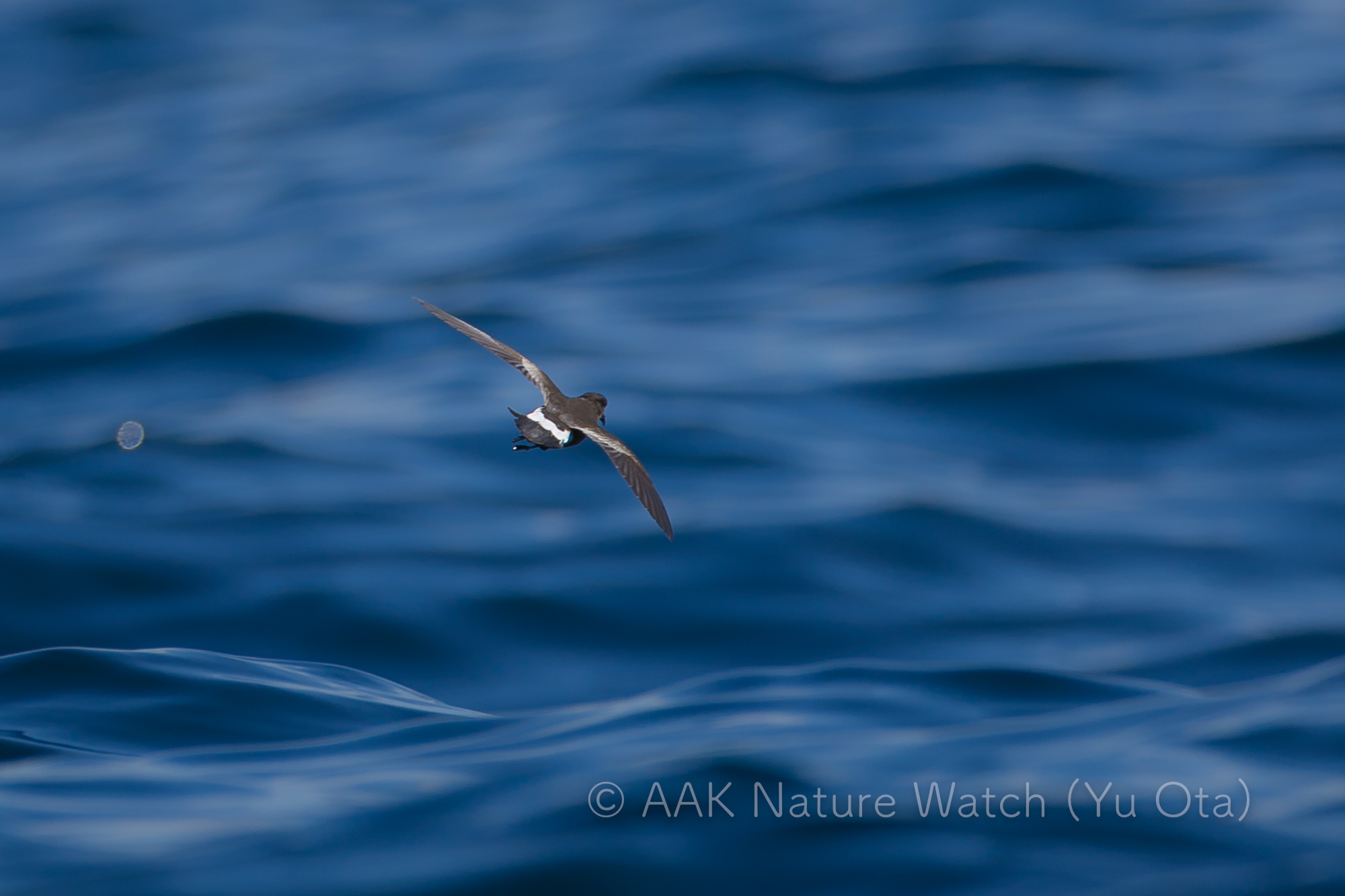 アシナガウミツバメ