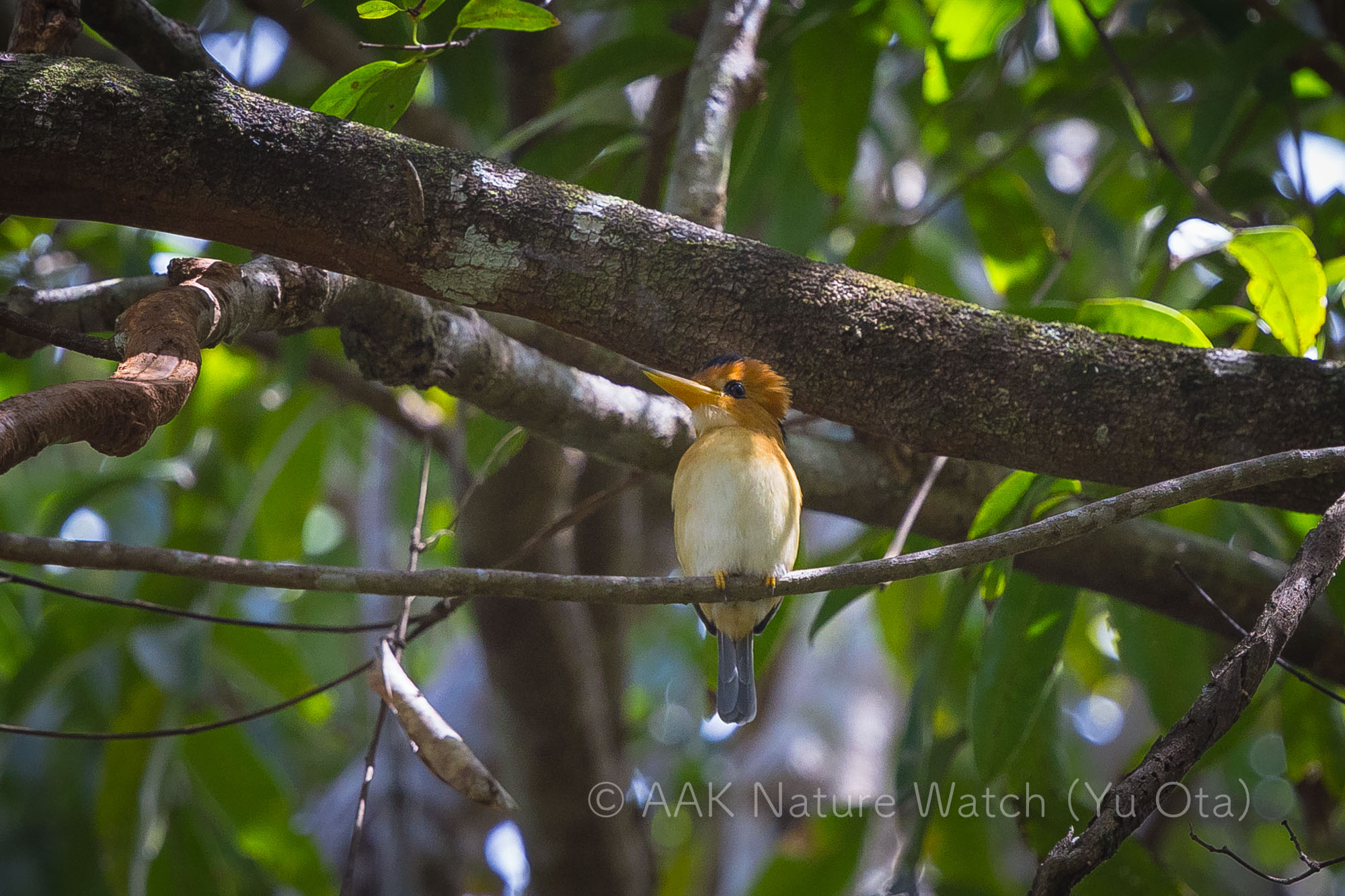 キバシショウビン