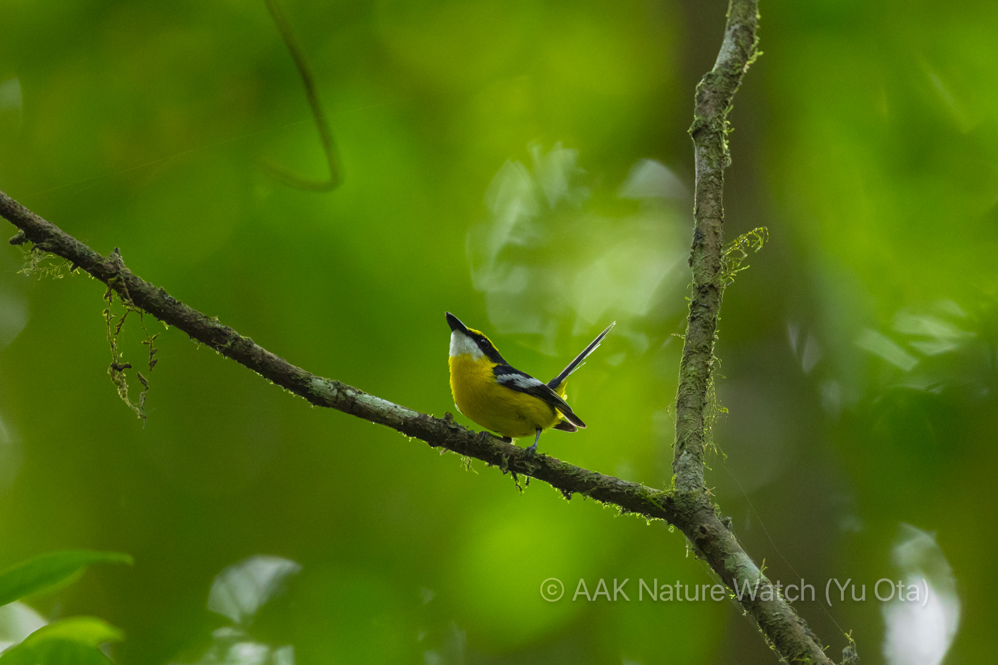 キムネハシビロヒタキ