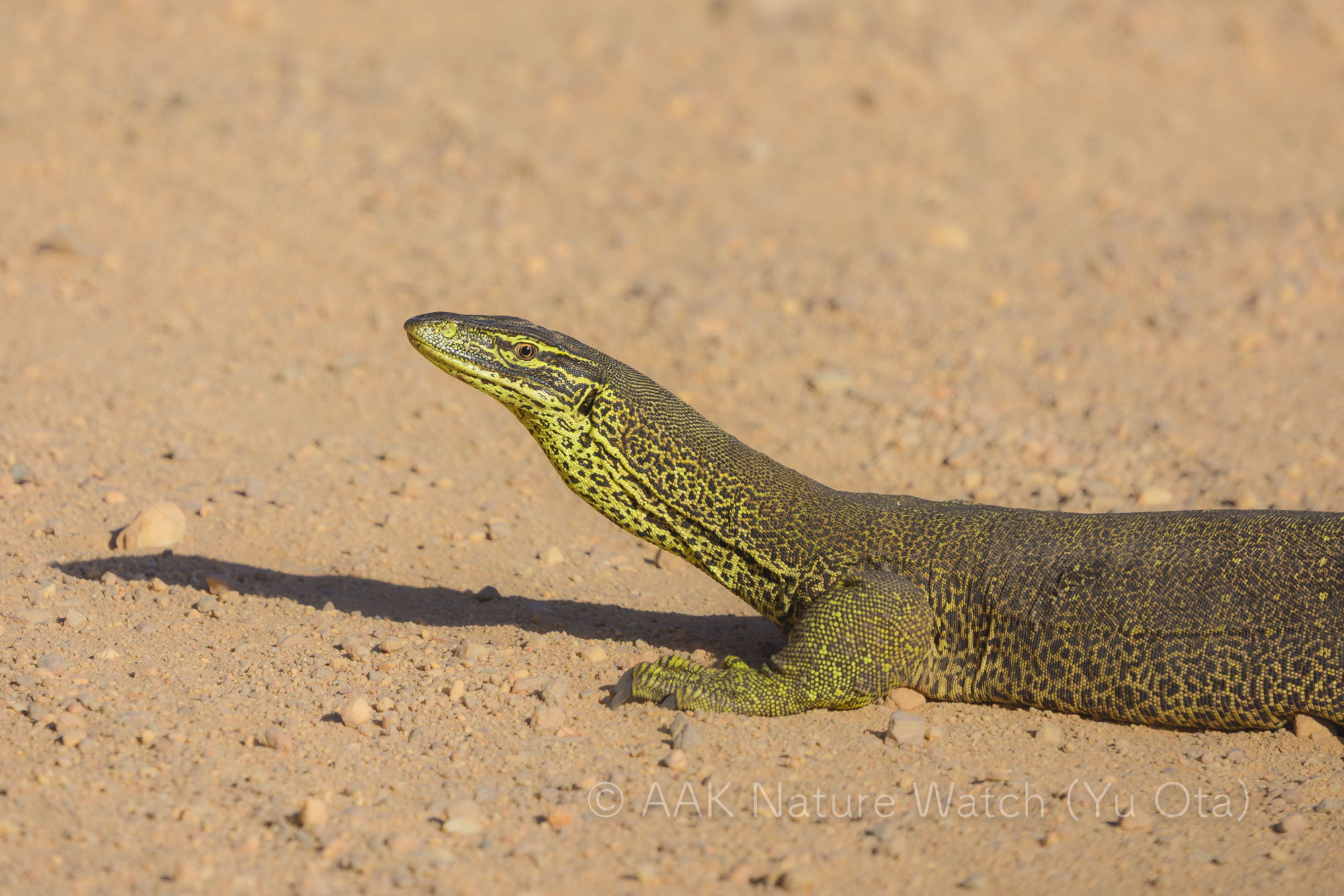 イエロースポテッドゴアナ