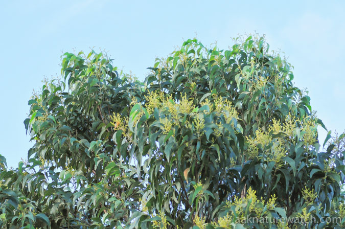 Acacia flavescens