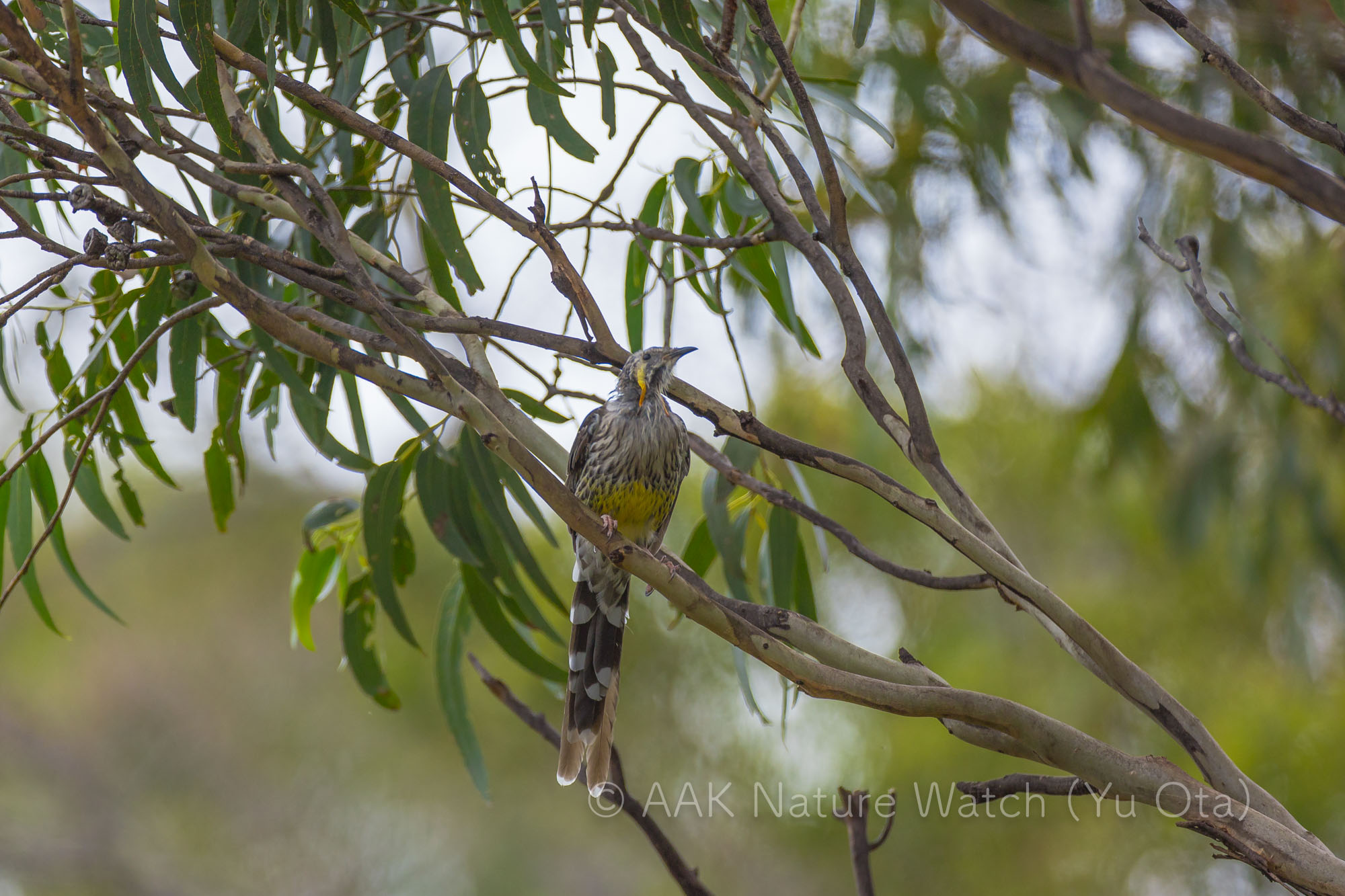 キミミダレミツスイ