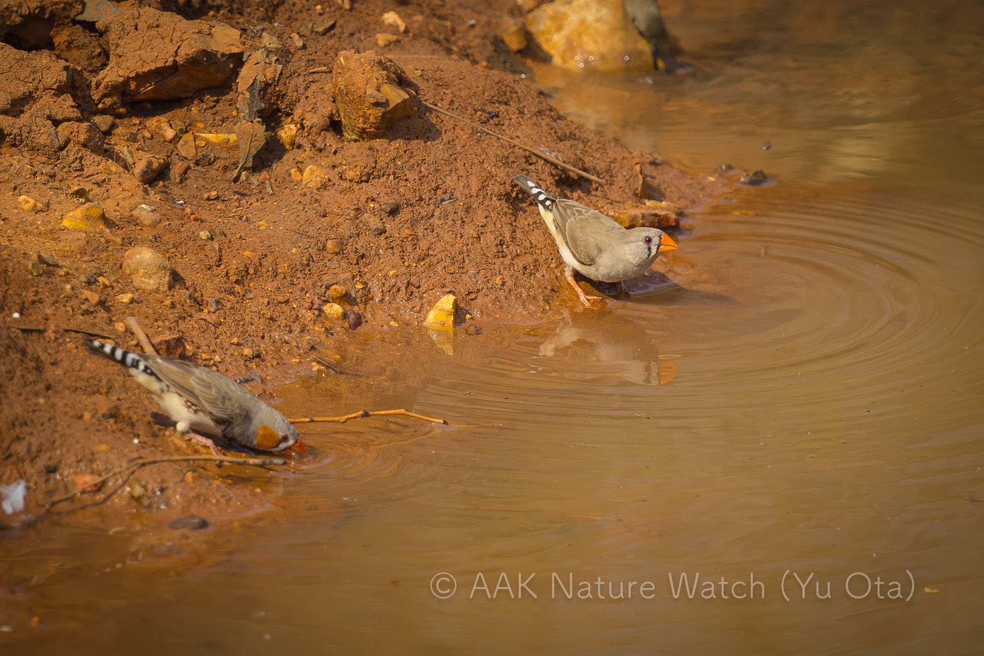 野生のキンカチョウ