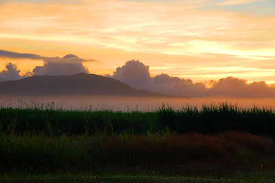 サトウキビ畑と朝靄