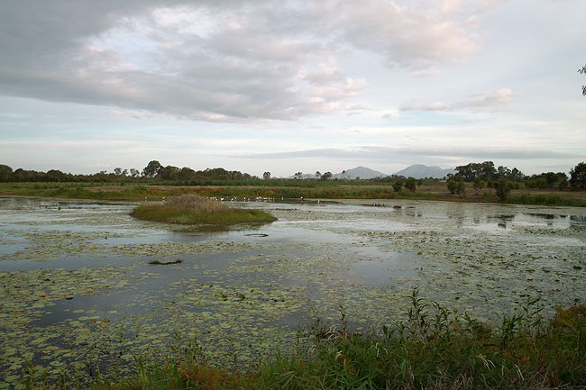 カッタナ湿地