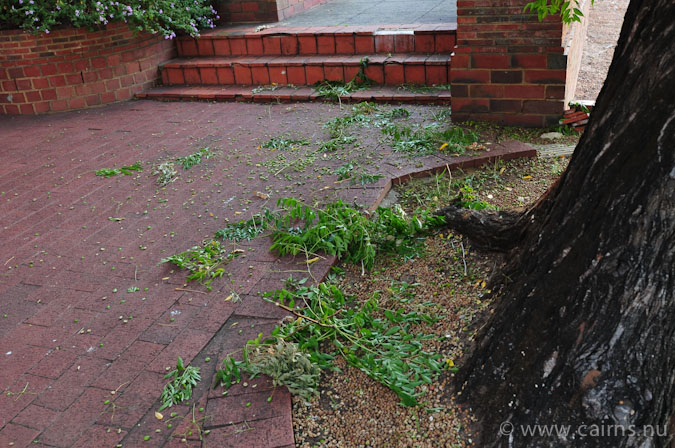 オウムに引きちぎられた枝葉
