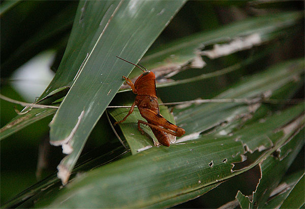 giantgrasshopper