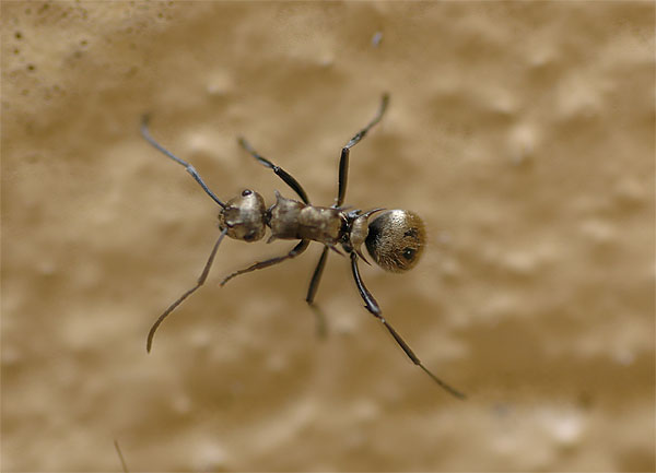 Golden-bum Ant