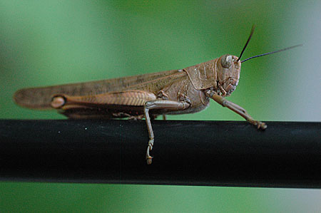 Hedge Grasshopper