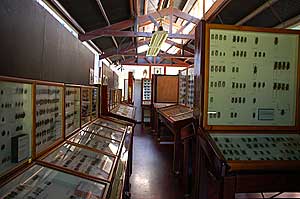 昆虫博物館