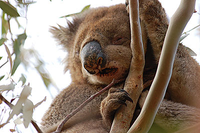 野生のコアラ
