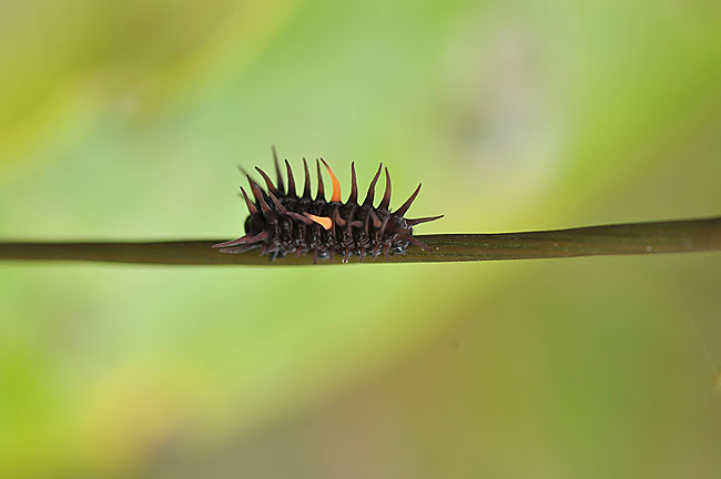 ミドリメガネトリバネアゲハの幼虫