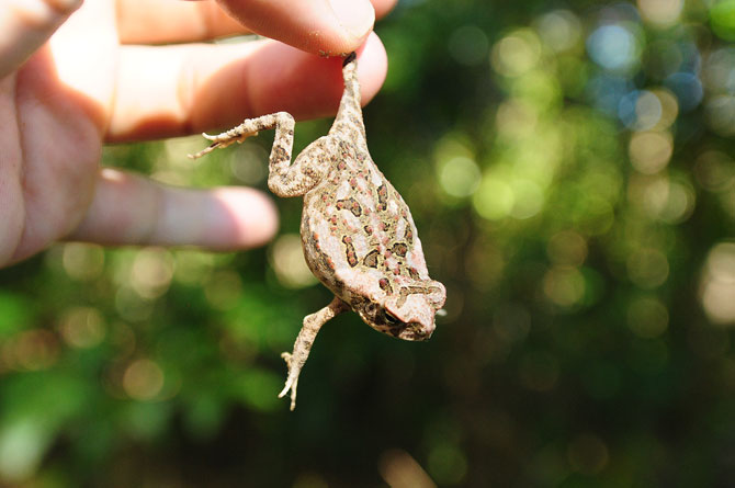 Long-Footed-Frog