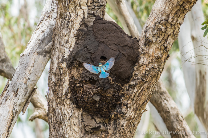 蟻塚に営巣を始めるヒジリショウビン