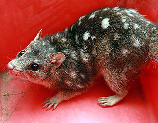 northernquoll by cairnspost