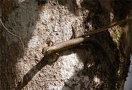 Saproscincus tetradactylus