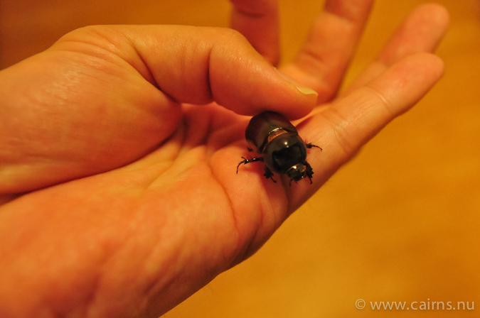 ヒメカブトを小さくしたような甲虫