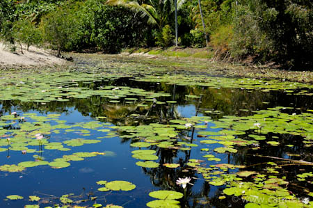 シラボシリュウキュウガモの池