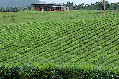 紅茶畑