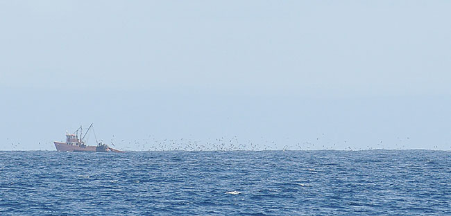 漁船に群がる海鳥