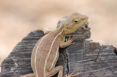 Two-lined Dragon♂
