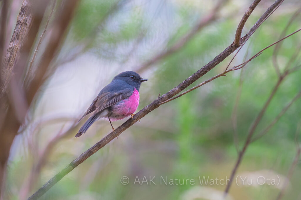 Pink_Robin-6-1024x682.jpg